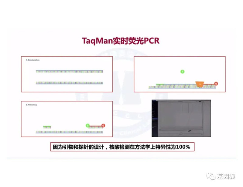 实时荧光PCR的Ct值及与病毒载量之间的关系-江西省立康科技有限公司