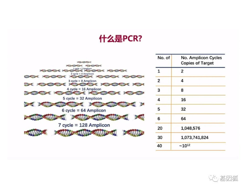 实时荧光PCR的Ct值及与病毒载量之间的关系-江西省立康科技有限公司