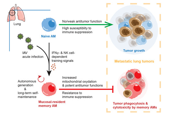 浙大Nat Immunology：经流感病毒训练的肺泡巨噬细胞的抗肿瘤免疫作用-江西省立康科技有限公司