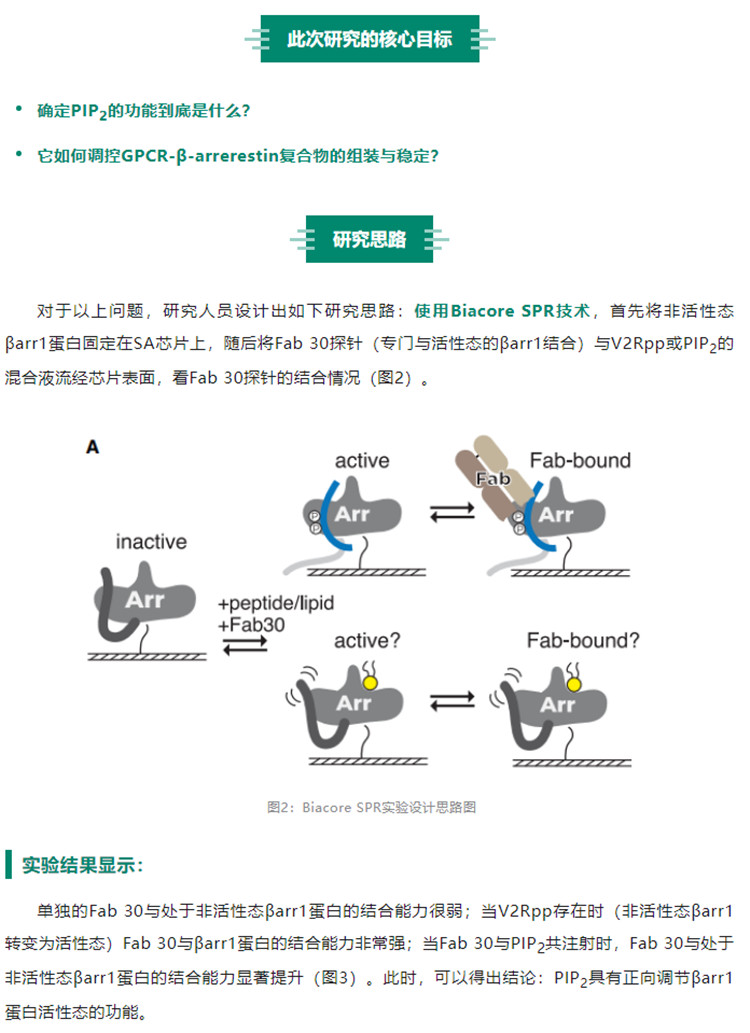 Biacore神助攻：GPCR活性调控机制研究取得突破性希望-江西省立康科技有限公司